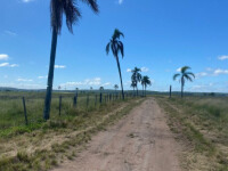 640 hectares em Charqueadas/RS