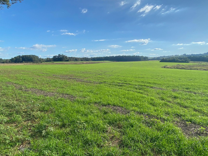 Fazenda em Eldorado do Sul - 148 hectares