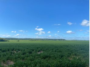 640 hectares em Charqueadas/RS