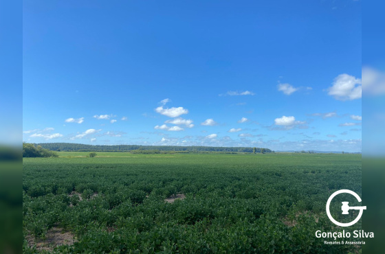 640 hectares em Charqueadas/RS