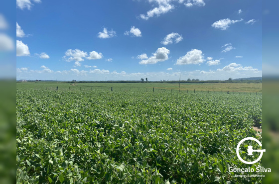 1.500ha Região de Pelotas/RS