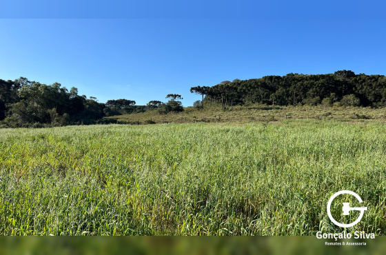 Área com 15,5 Hectares em Vacaria