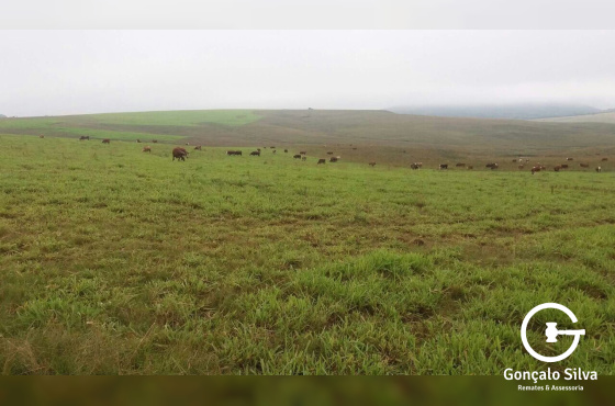 814 Hectares em Bagé/Rs