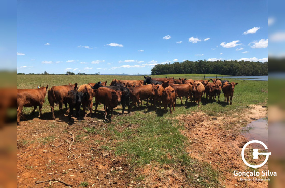 372 Hectares em Rio Grande/Rs