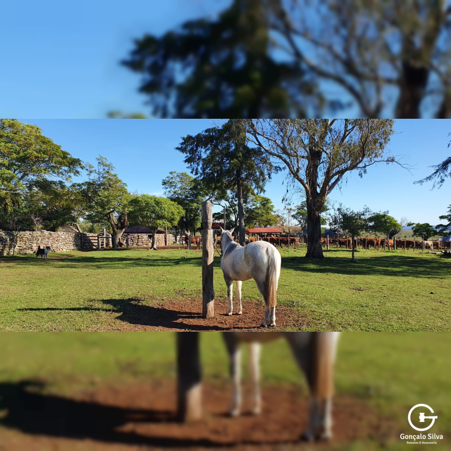 Fazenda com 759 Hectares em Rosário do Sul
