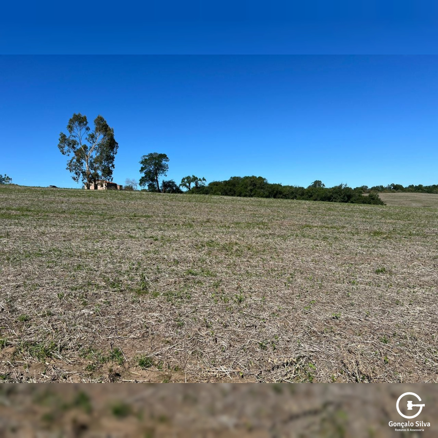 60 Hectares em Pinheiro Machado/Rs