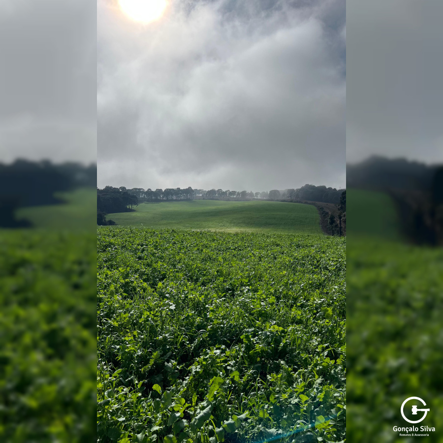 Fazenda com 1.590 Hectares em Santa Catarina