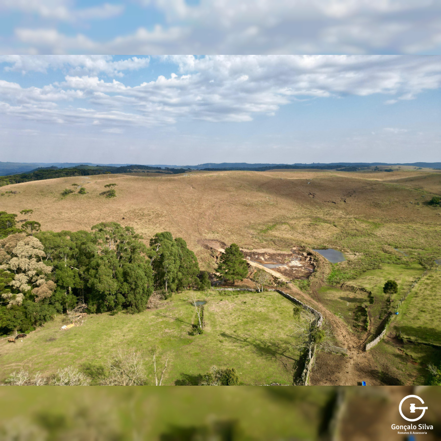 Fazenda com 223 Hectares em São Francisco de Paula
