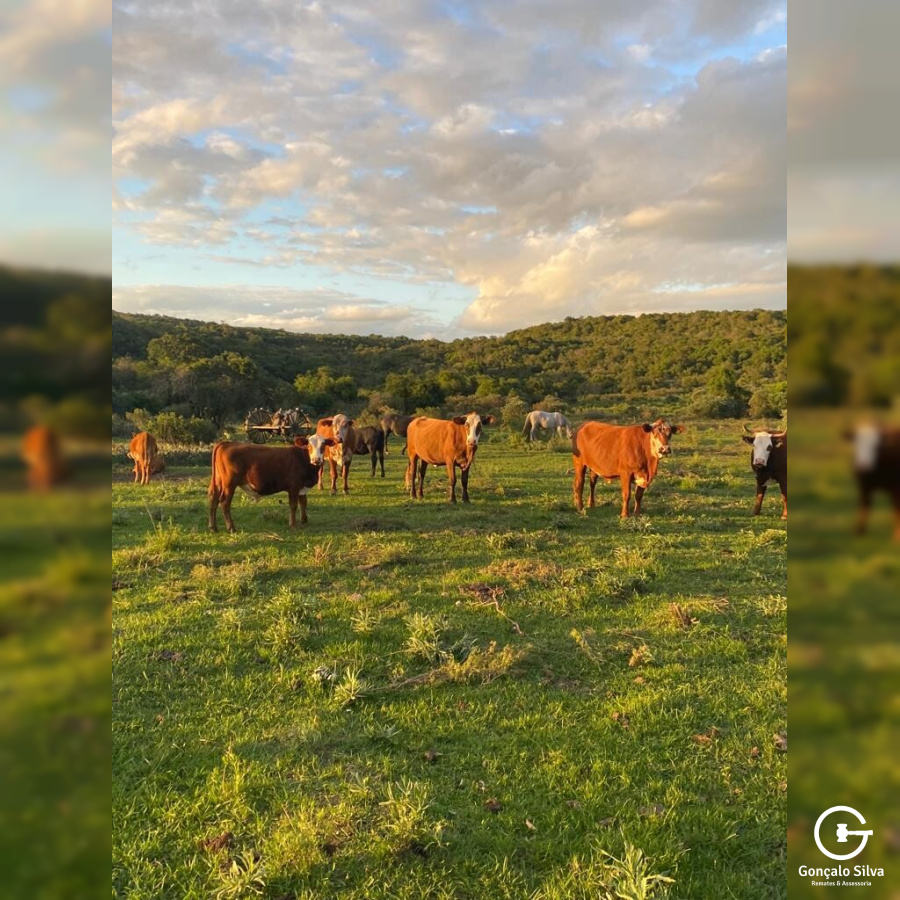 Fazenda com 715 Hectares em Santana do Livramento