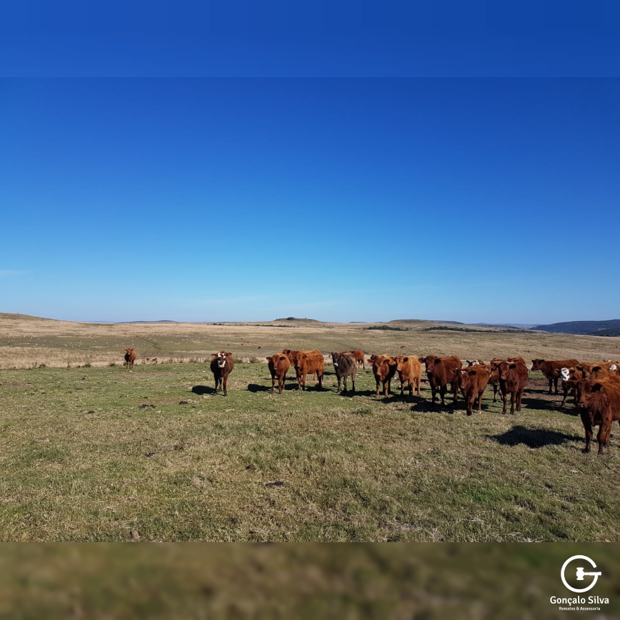 Fazenda com 759 Hectares em Rosário do Sul