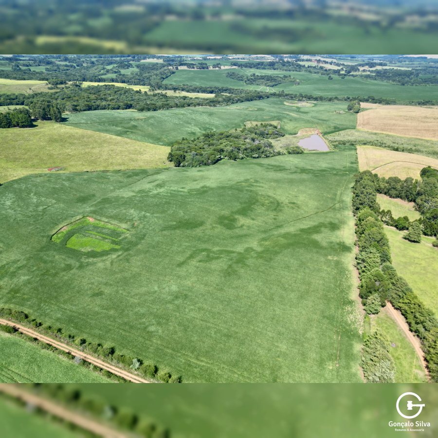 Fazenda com 93 Hectares em Muitos Capões