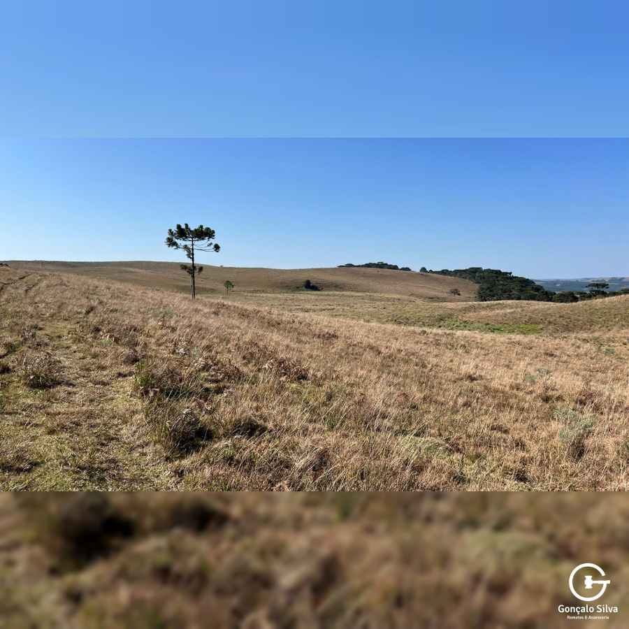 Fazenda com 223 Hectares em São Francisco de Paula