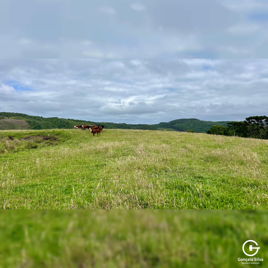 Fazenda de 445 Hectares em Riozinho