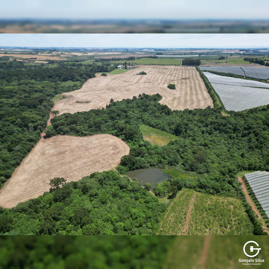 Área com 53 Hectares em Vacaria