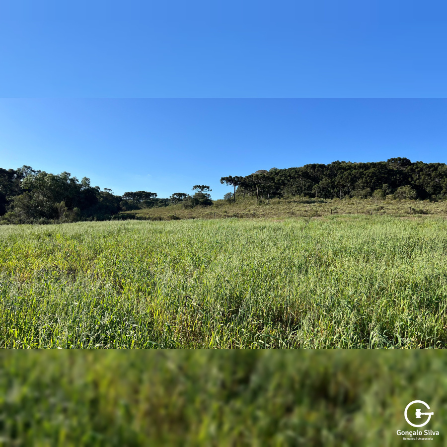 Área com 15,5 Hectares em Vacaria