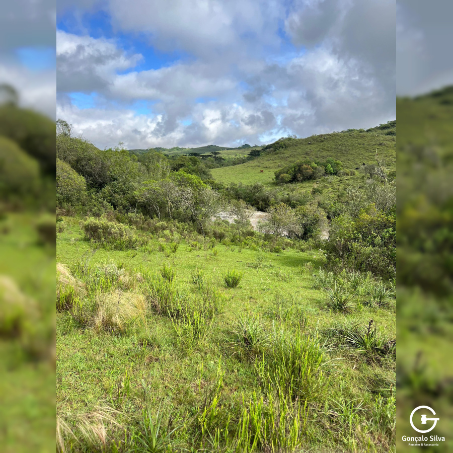 Área de 91 Hectares em Vacaria
