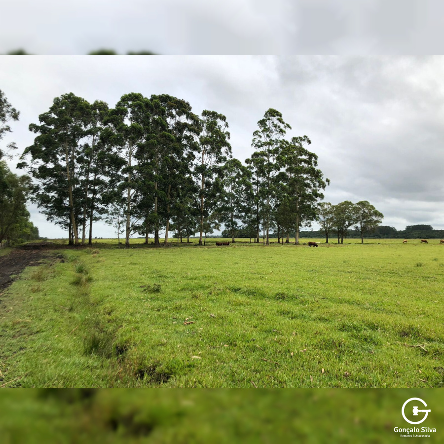 180 Hectares em Glorinha/Rs