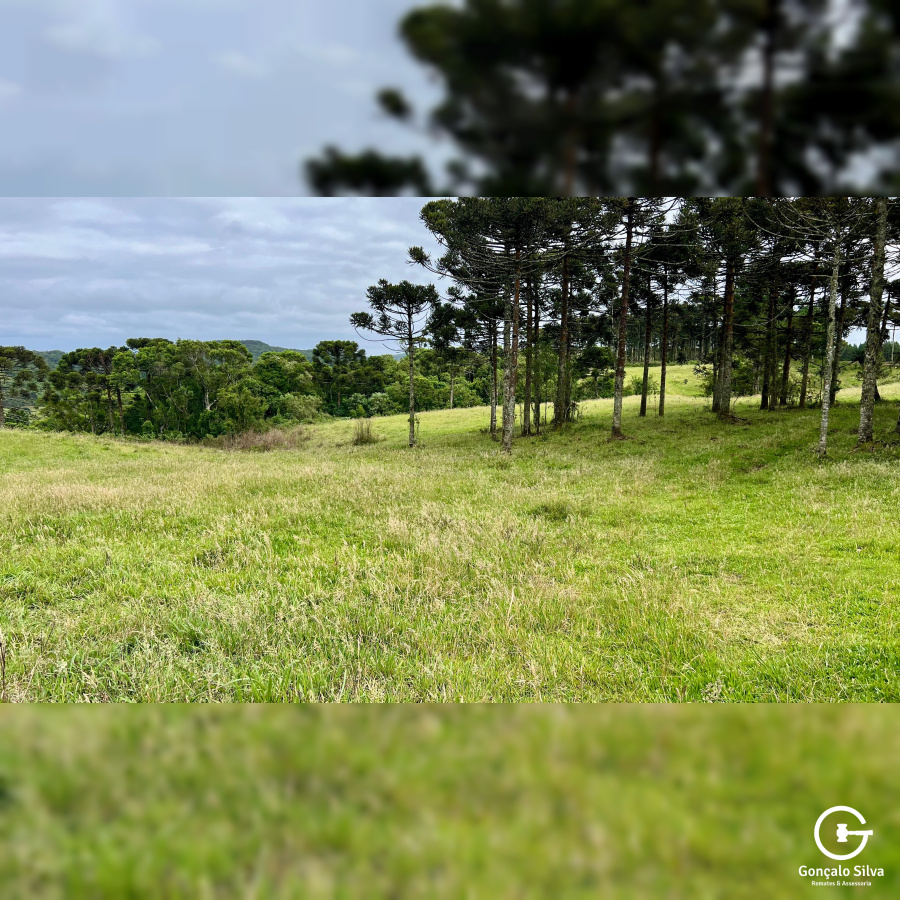 Fazenda de 445 Hectares em Riozinho