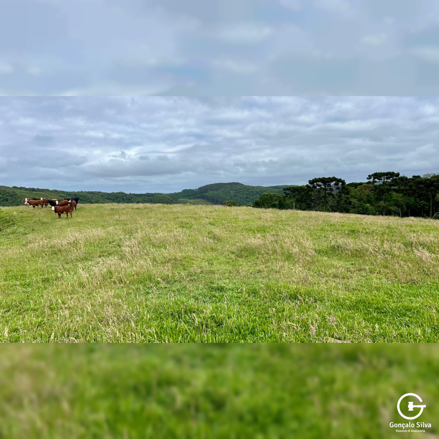 Fazenda de 445 Hectares em Riozinho