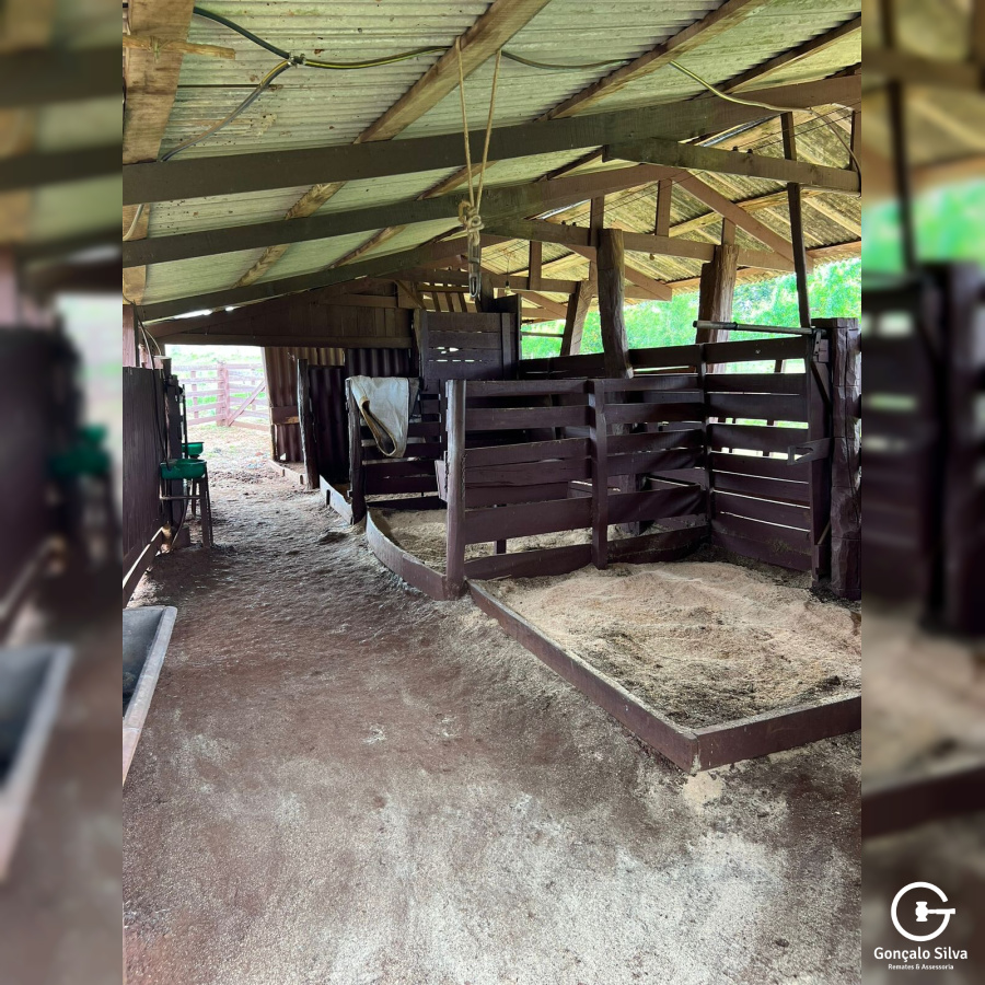 Cabanha com 61 Hectares em Muitos Capões