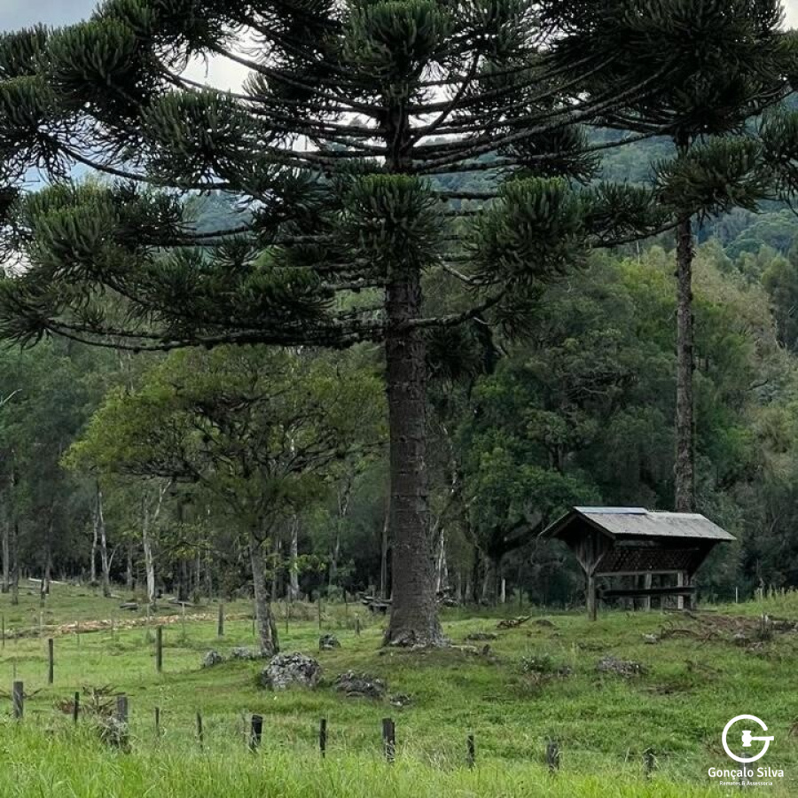 Chácara com 04 Hectares em Gramado