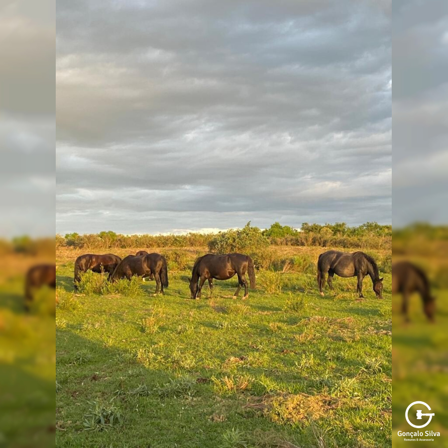 Fazenda com 715 Hectares em Santana do Livramento