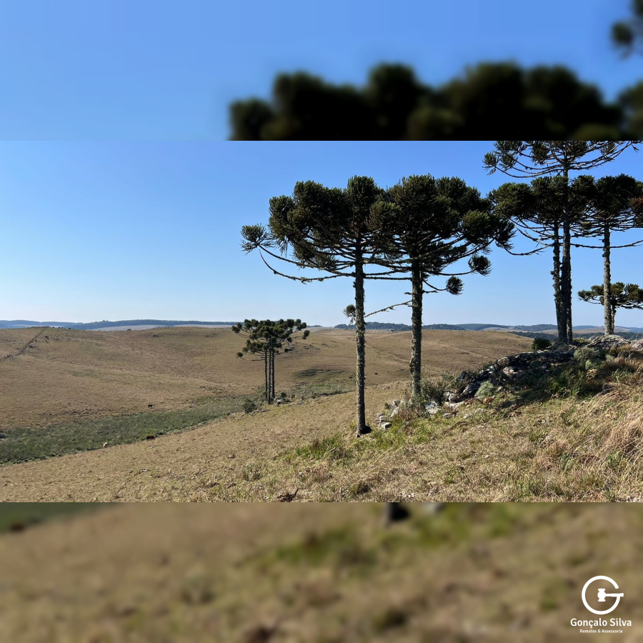 Fazenda com 223 Hectares em São Francisco de Paula