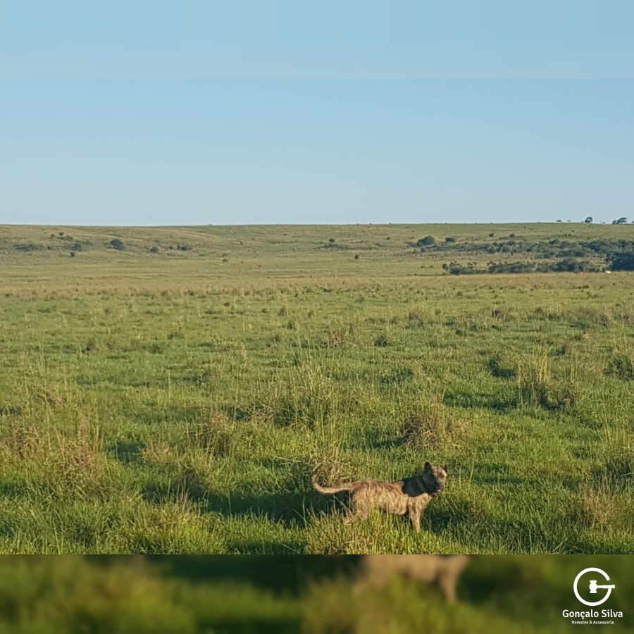 Fazenda com 759 Hectares em Rosário do Sul