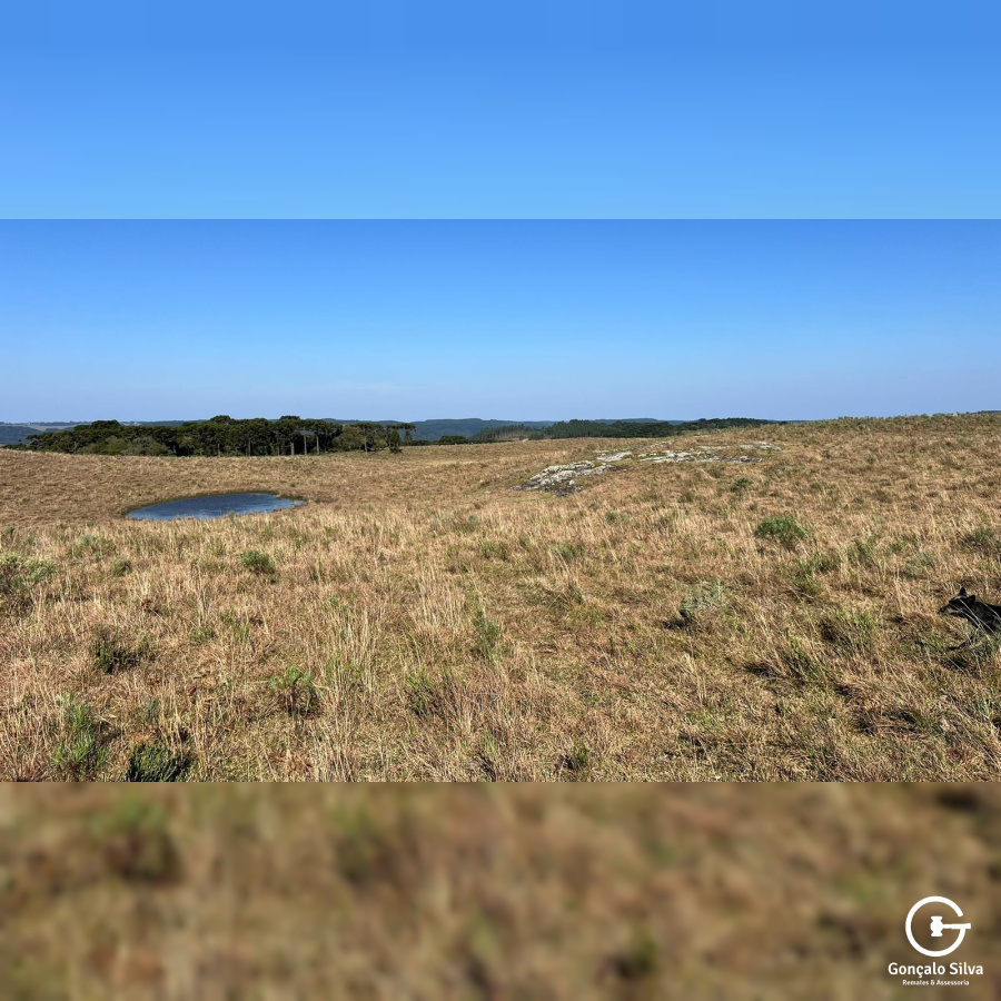 Fazenda com 223 Hectares em São Francisco de Paula
