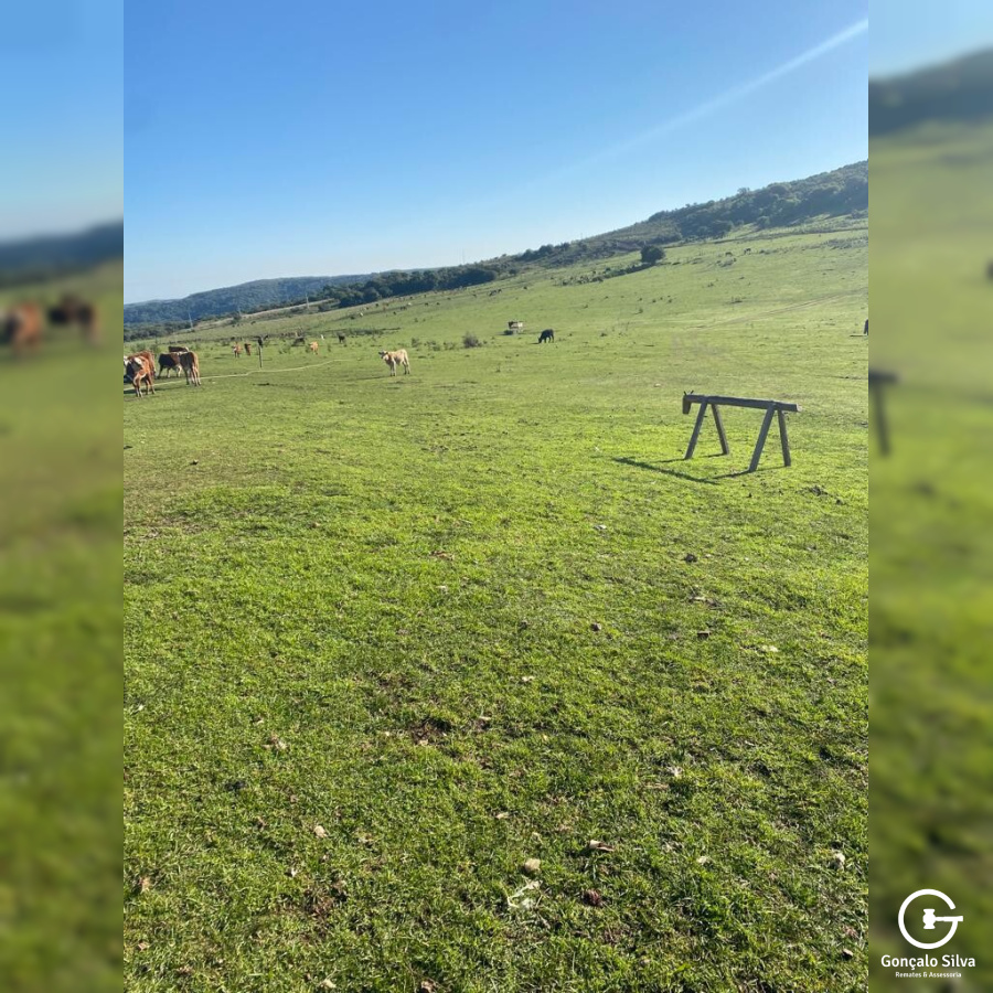Fazenda com 715 Hectares em Santana do Livramento