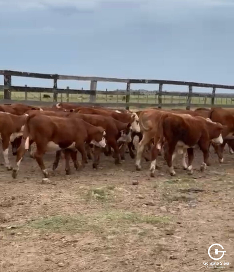 BOVINOS - 60 TERNEIRAS BRAFORD DEFINIDAS