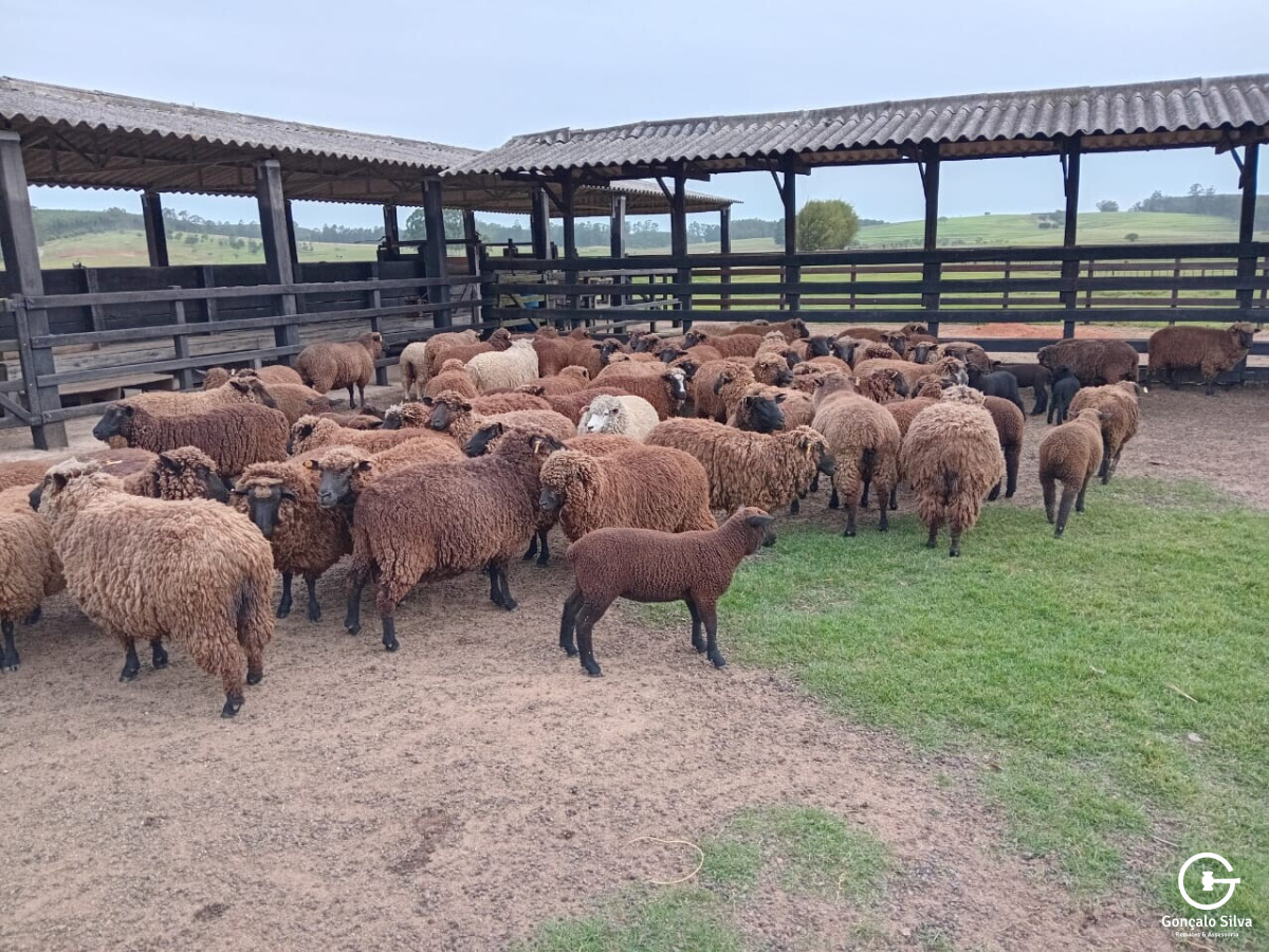 OVINOS - 49 OVELHAS PRETAS 
