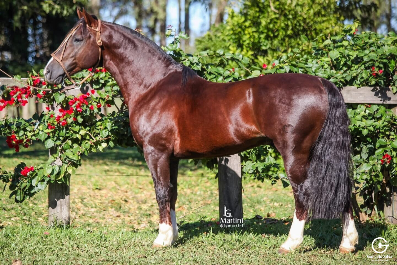 SANTA ALICE POSTEIRO - COBERTURA 