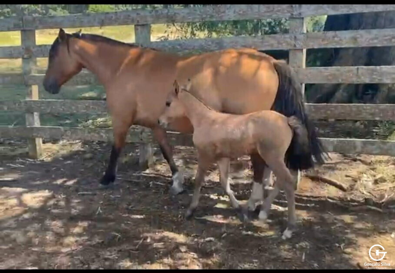 Filha indio boeiro , macho ao pé de Quero Quero Cavalera ( Magistrado) prenhe Retruco da Vendramim ( Macanudo )