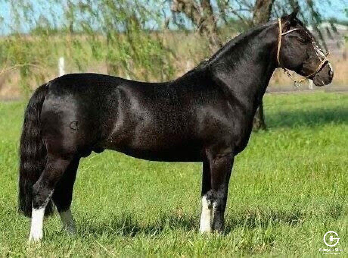 SARGENTO DO ITAPORORÓ  Cobertura