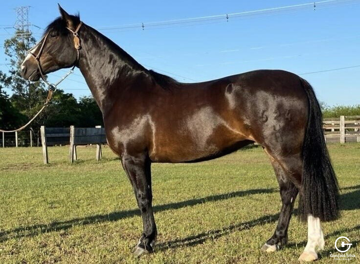 POTRANCA DE PISTA - FILHA CHAMAME NOCHERO