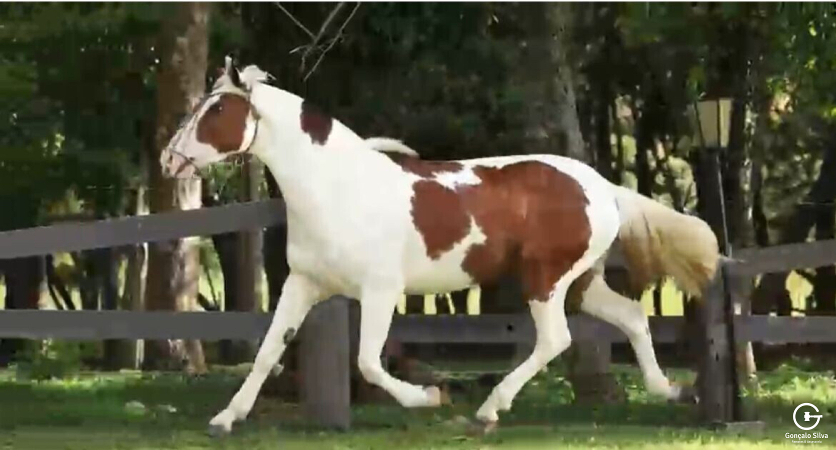 POTRA TOBIANA AMANUNCIADA