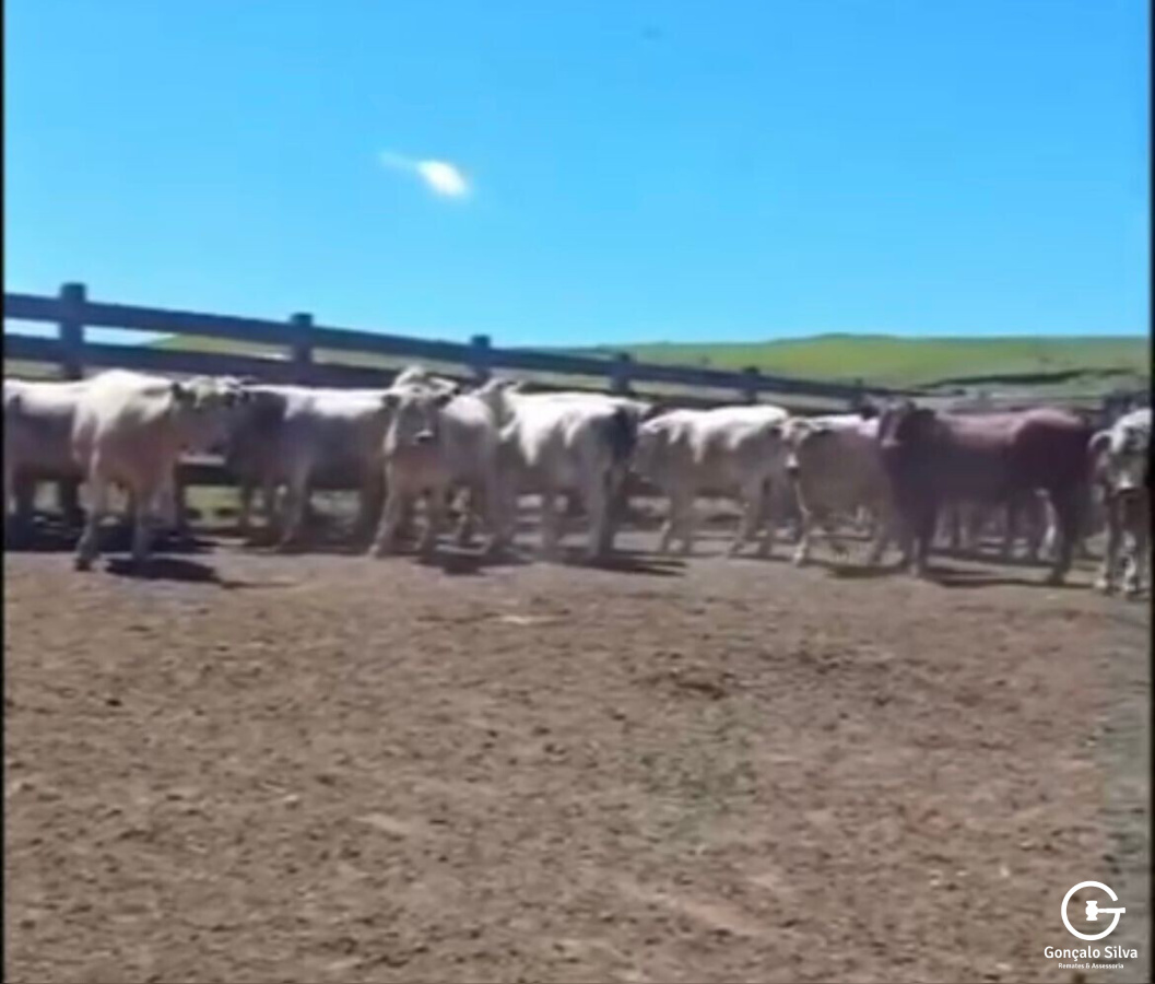 BOVINOS - 22 TERNEIROS CASTRADOS - CRUZA BAIOS E PINTADOS