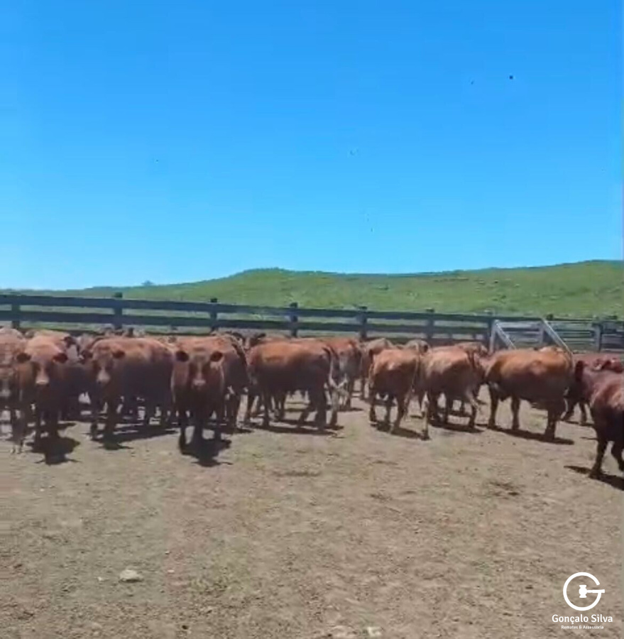 BOVINOS - 46 TERNEIROS CASTRADOS - CRUZA RED ANGUS