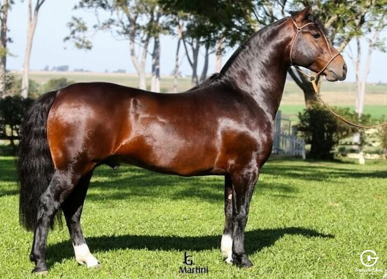 AS MALKE HECHO A MANO  Cota de 5%