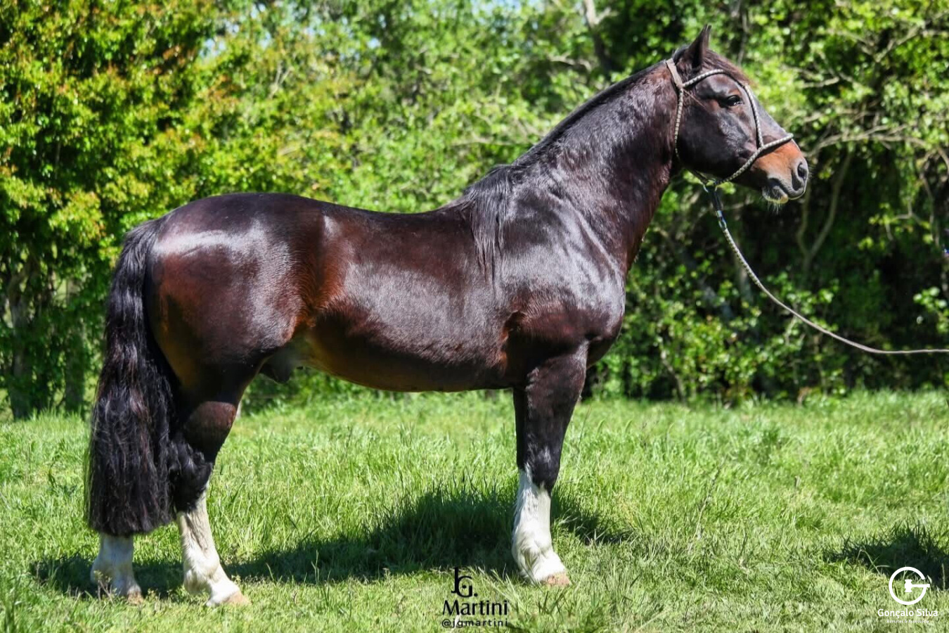 BUZZO DA MAYA - DIREITO DE USO 