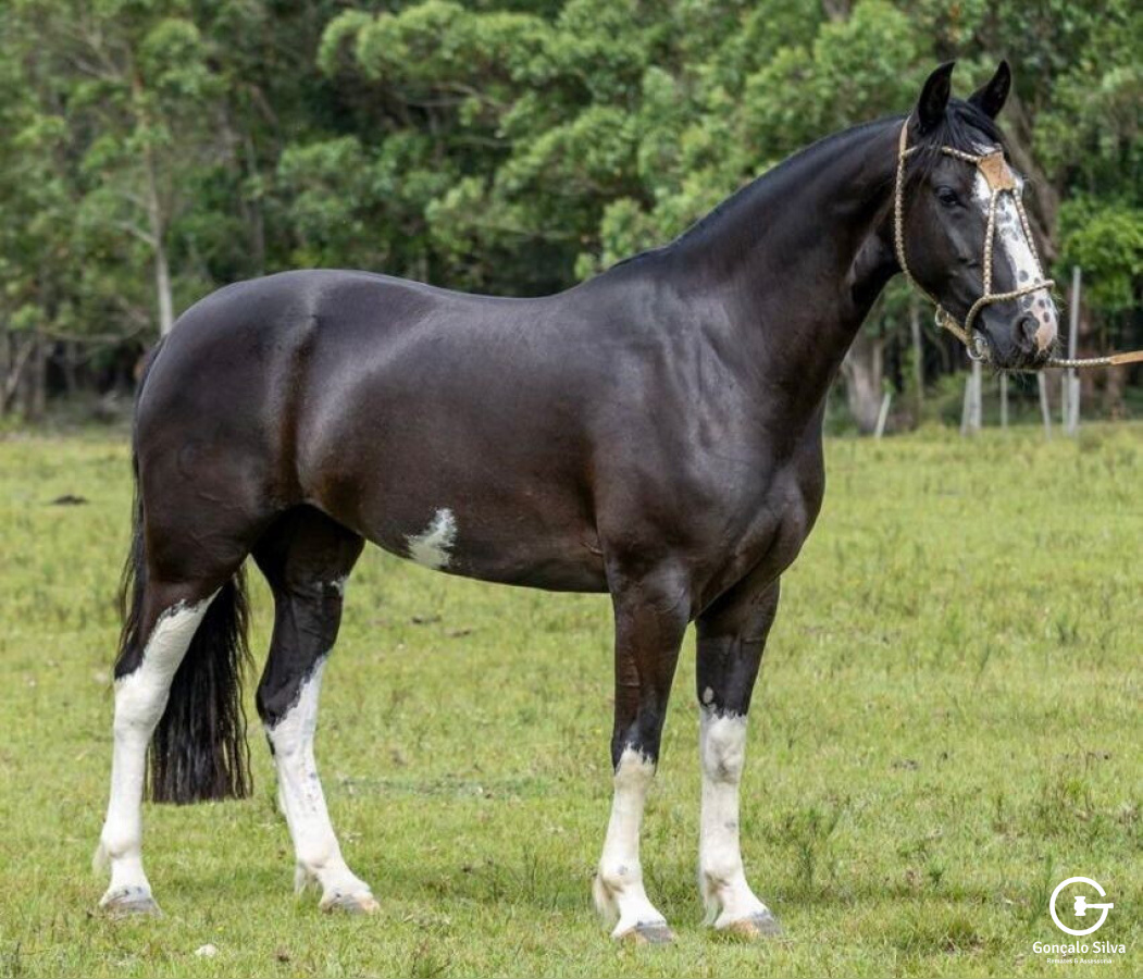 EGUA DOMADA - Picaça Pampa filha Xeque Mate da Boa Vista