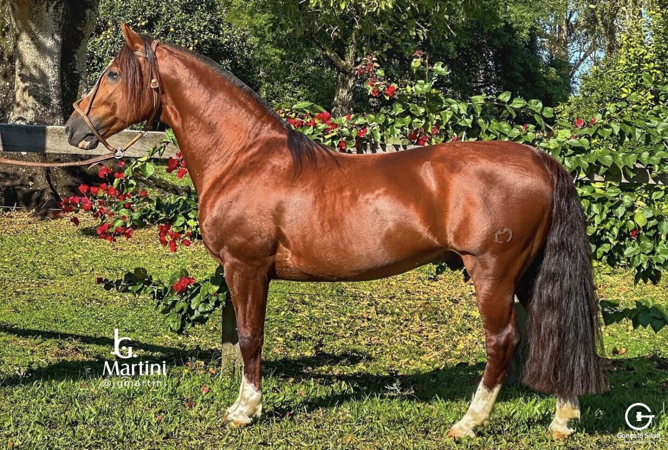 SANTA ALICE NUBLADO II - COBERTURA 