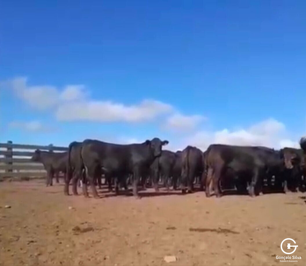 BOVINOS - 68 TERNEIROS CASTRADOS CRUZA - ANGUS E BRAFORD