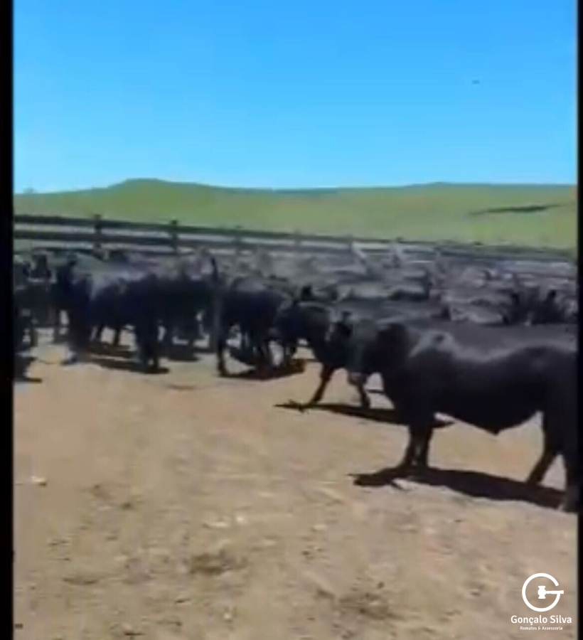 BOVINOS - 98 TERNEIROS CASTRADOS - CRUZA ANGUS 