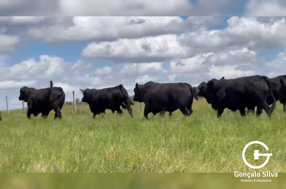 BOVINOS - TOUROS BRANGUS 2 ANOS