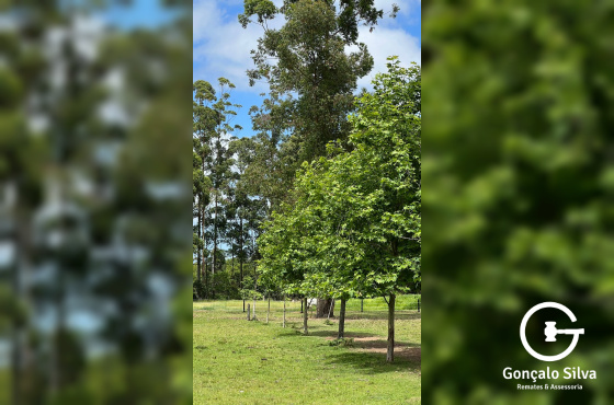 Área para Cabanha ou Centro de Treinamento