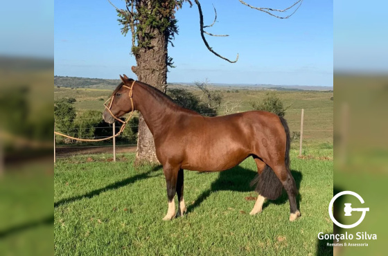 Filha Napoleão de Sao Pedro 3x1