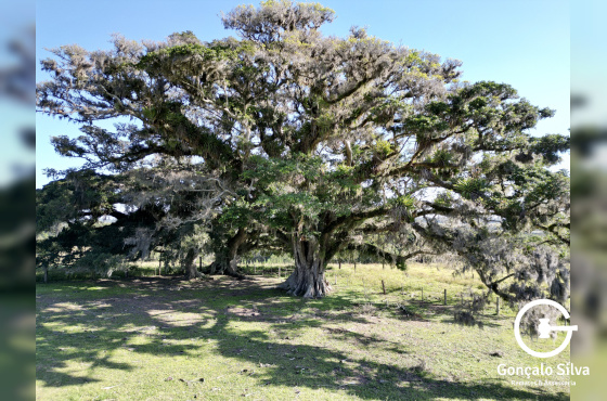 Fazenda com 140 Hectares na região de Glórinha