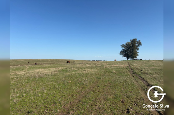 Fazenda com 355 Hectares em Candiota/Bagé